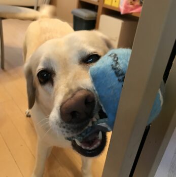 珠玉のジュー二